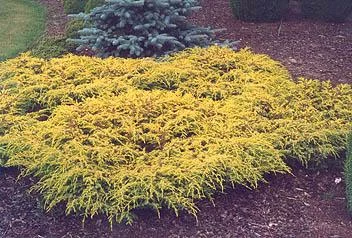 JUNIPERUS communis 'Goldschatz' - Genévrier commun nain doré