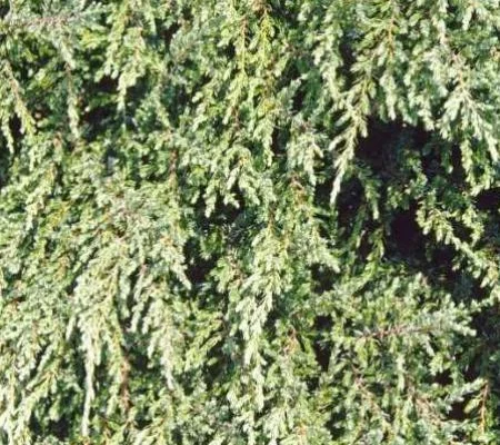 JUNIPERUS communis 'Repanda' - Genévrier commun rampant