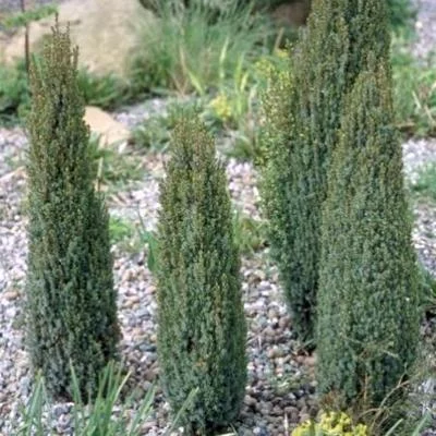 JUNIPERUS communis 'Sentinel' - Genévrier commun 'Sentinel'