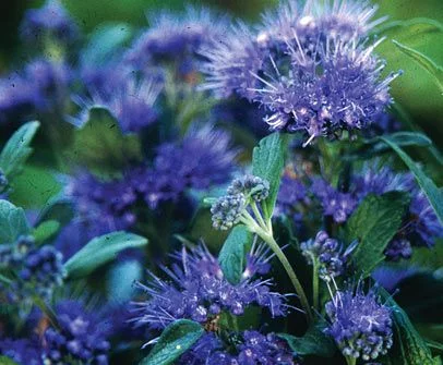 CARYOPTERIS clandonensis 'Grand Bleu' - Spirée bleue