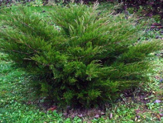 JUNIPERUS média 'Mint Julep' - Genèvrier 'Mint Julep'