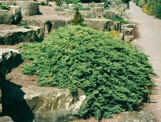 JUNIPERUS procubens 'Nana' - Genévrier prostré nain