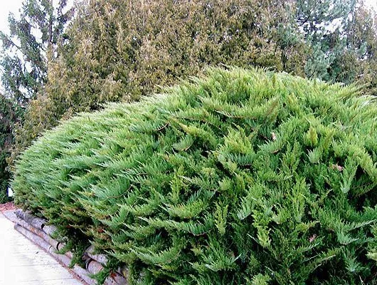 JUNIPERUS sabina 'Tamariscifolia' - Genévrier sabine Tamariscifolia