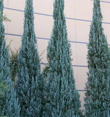 JUNIPERUS scopulorum 'Blue arrow' - Genévrier colonnaire 'Blue arrow'