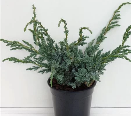 JUNIPERUS squamata 'Meyeri' - Genévrier 'Meyeri'