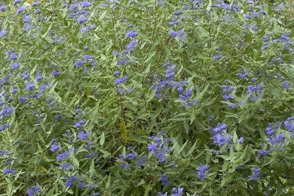 CARYOPTERIS clandonensis 'Heavenly Blue' - Spiréé bleue