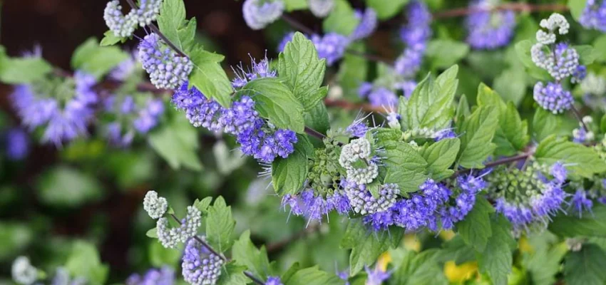 CARYOPTERIS clandonensis 'Heavenly Blue' - Spiréé bleue