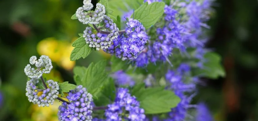 CARYOPTERIS clandonensis 'Heavenly Blue' - Spiréé bleue