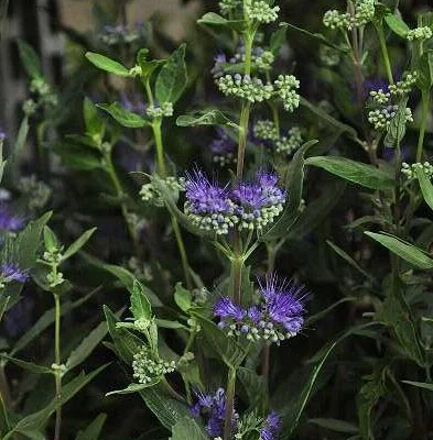 CARYOPTERIS clandonensis 'Heavenly Blue' - Spiréé bleue