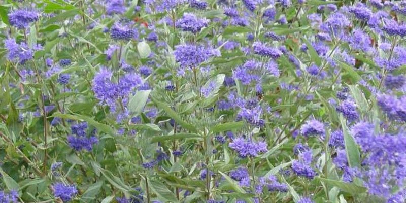 CARYOPTERIS clandonensis 'Heavenly Blue' - Spiréé bleue