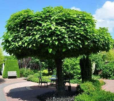 CATALPA bignonioides - Catalpa boule