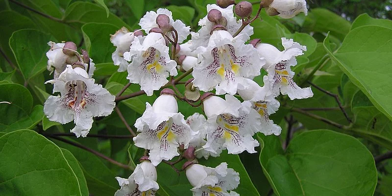 CATALPA bignonioides - Catalpa boule