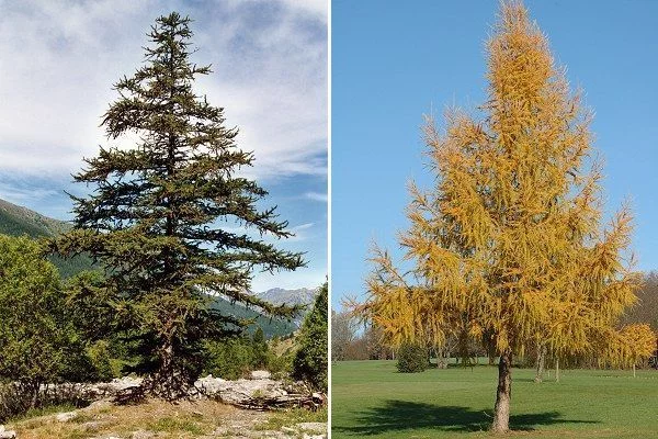 LARIX decidua - Mélèze commun