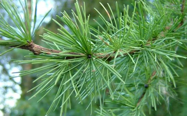 LARIX decidua - Mélèze commun