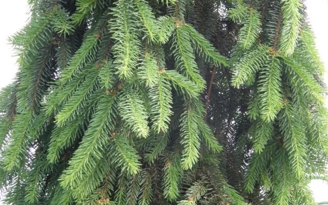 PICEA abies 'Inversa' - Sapin inversé