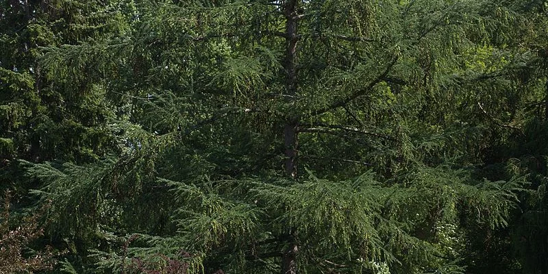 LARIX kaempferi - Mélèze du Japon