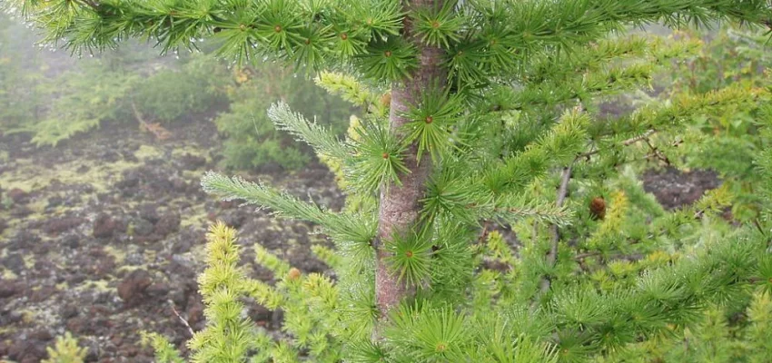 LARIX kaempferi - Mélèze du Japon