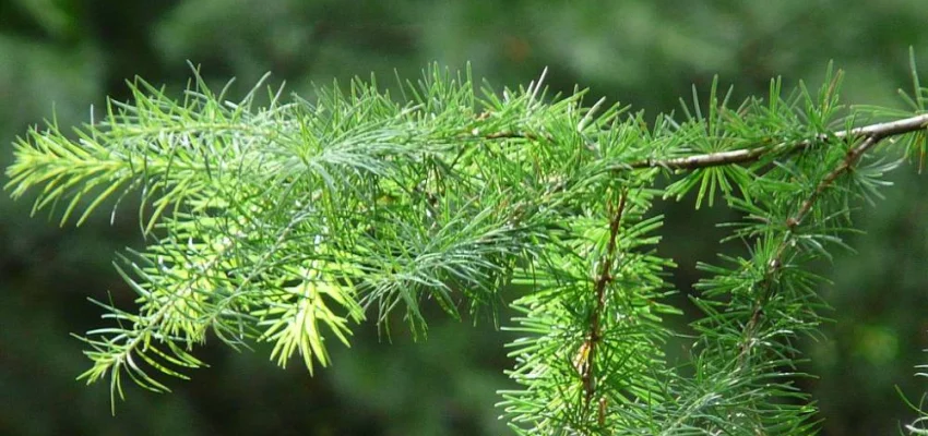 LARIX kaempferi - Mélèze du Japon