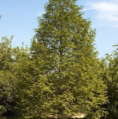 METASEQUOIA glyptostroboides - Métaséquoia