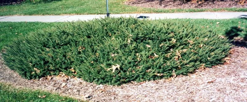 PICEA abies 'repens' - Sapin nain rampant