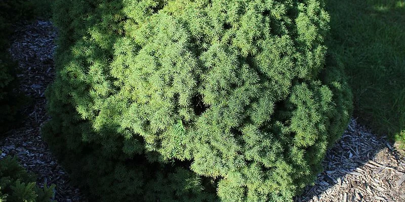 PICEA glauca 'Conica' - Sapinette blanche 'Glauca conica'