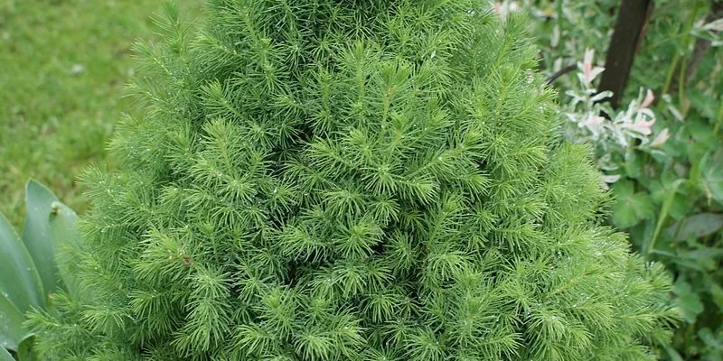 PICEA glauca 'Conica' - Sapinette blanche 'Glauca conica'