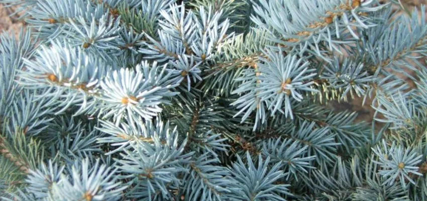 PICEA pungens 'Glauca' - Sapin bleu, Epicea bleu du Colorado