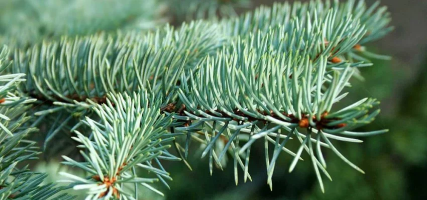 PICEA pungens 'Glauca' - Sapin bleu, Epicea bleu du Colorado