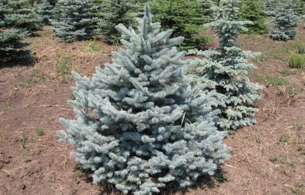 PICEA pungens 'Glauca' - Sapin bleu, Epicea bleu du Colorado