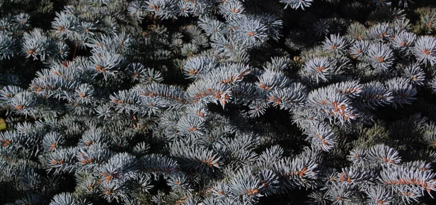 PICEA pungens 'Glauca Globosa' - Sapin bleu nain