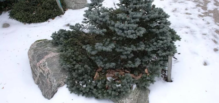 PICEA pungens 'Glauca Globosa' - Sapin bleu nain