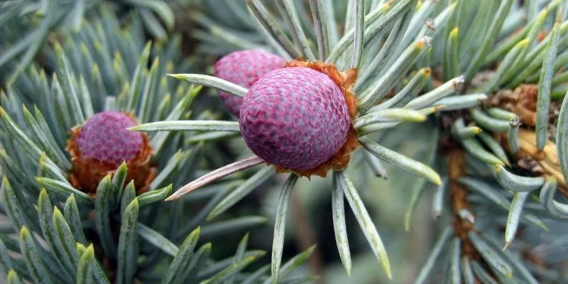 PICEA pungens 'Koster' - Sapin bleu