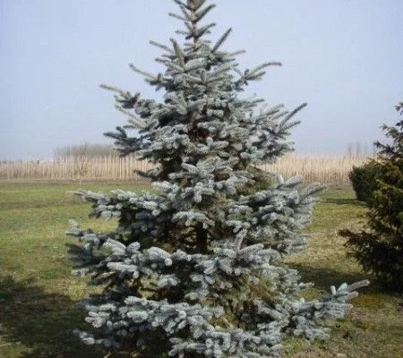 PICEA pungens 'Koster' - Sapin bleu