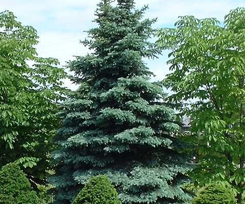 PICEA pungens 'Koster' - Sapin bleu