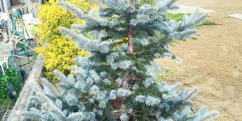 PICEA pungens 'Hoopsii' - Sapin bleu 'Hoopsii', Epicea bleu 'Hoopsii'