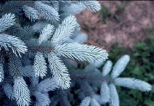 PICEA pungens 'Hoopsii' - Sapin bleu 'Hoopsii', Epicea bleu 'Hoopsii'