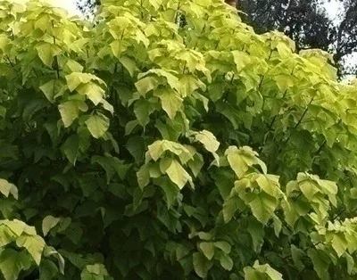 CATALPA bignonioides 'Aurea' - Catalpa boule doré