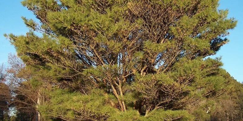 PINUS densiflora 'Umbraculifera' - Pin rouge du Japon