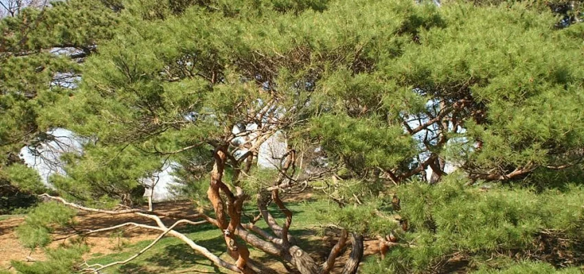 PINUS densiflora 'Umbraculifera' - Pin rouge du Japon