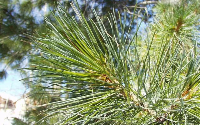 PINUS densiflora 'Umbraculifera' - Pin rouge du Japon