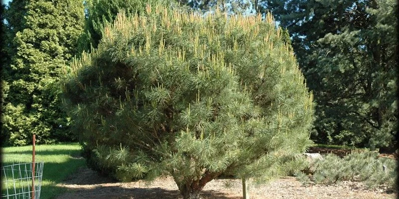 PINUS densiflora 'Umbraculifera' - Pin rouge du Japon