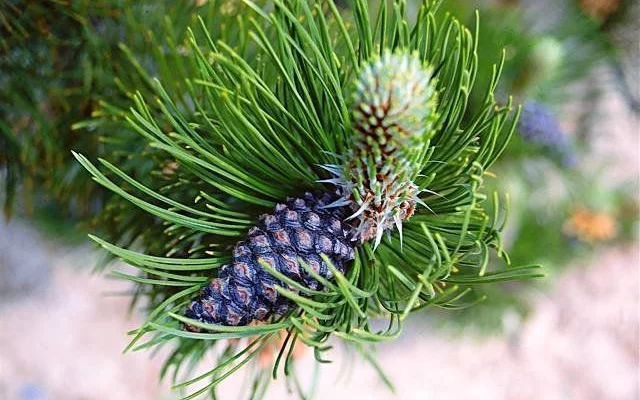 PINUS leucodermis 'Satellit' - Pin de Bosnie fastigié