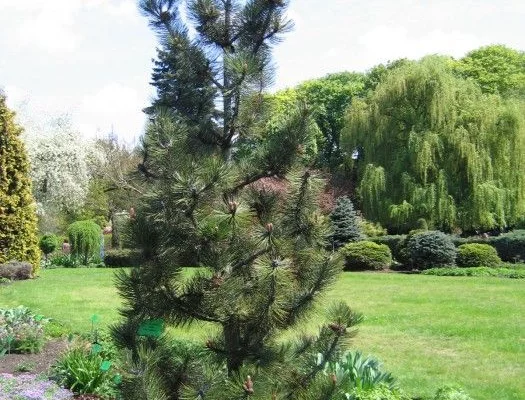 PINUS leucodermis 'Satellit' - Pin de Bosnie fastigié