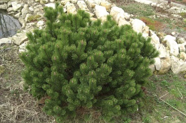 PINUS mugo 'Gnom' - Pin mugho nain 'Gnom'