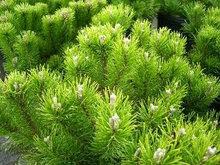 PINUS mugo 'Pumilio' - Pin mugho 'Pumilio'