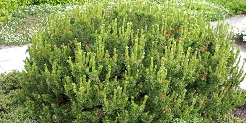 PINUS mugo 'Pumilio' - Pin mugho 'Pumilio'