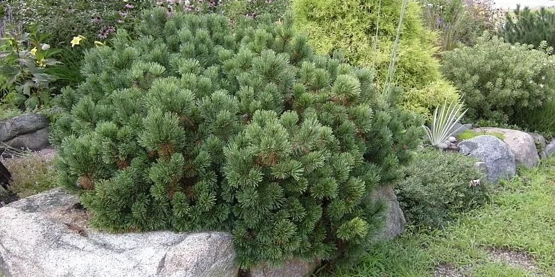 PINUS mugo 'Pumilio' - Pin mugho 'Pumilio'