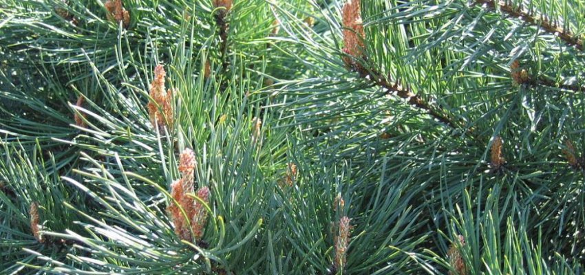 PINUS sylvestris 'Watereri' - Pin sylvestre arbustif