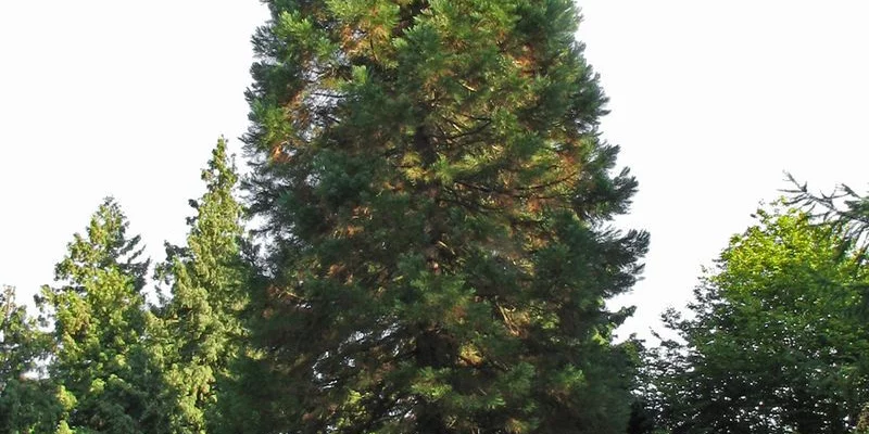 SEQUOIADENDRON giganteum - Séquoia géant