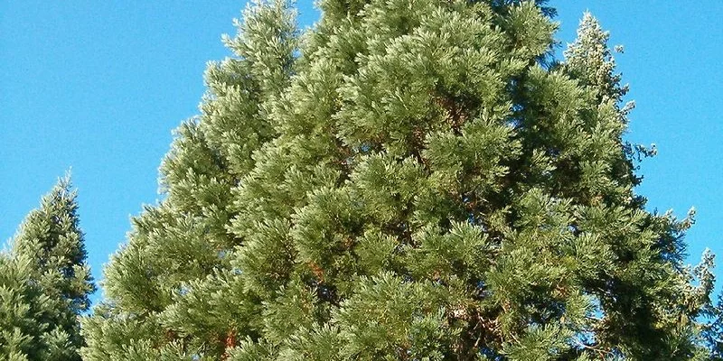 SEQUOIADENDRON giganteum - Séquoia géant